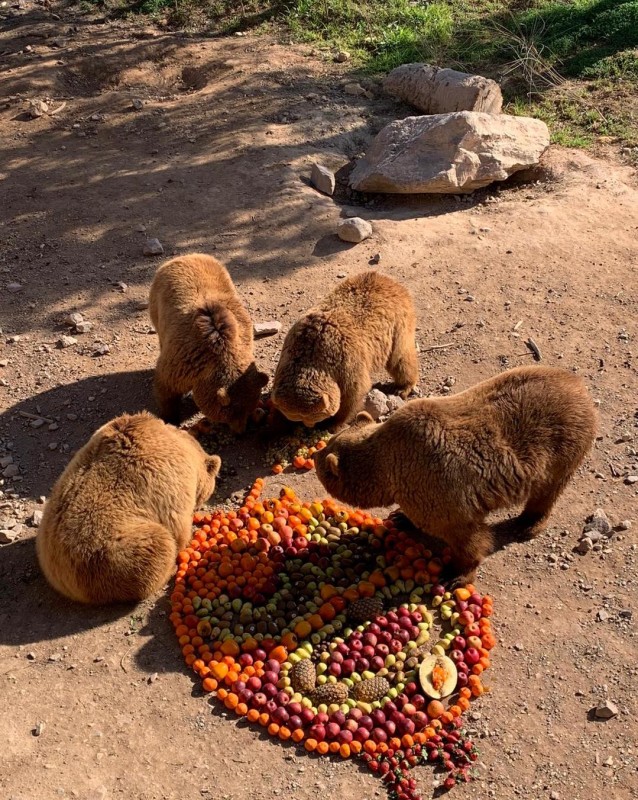 <span style='color:#780948'>ARCHIVED</span> - Birthday fruitcake for 30-year-old bear at Terra Natura Murcia