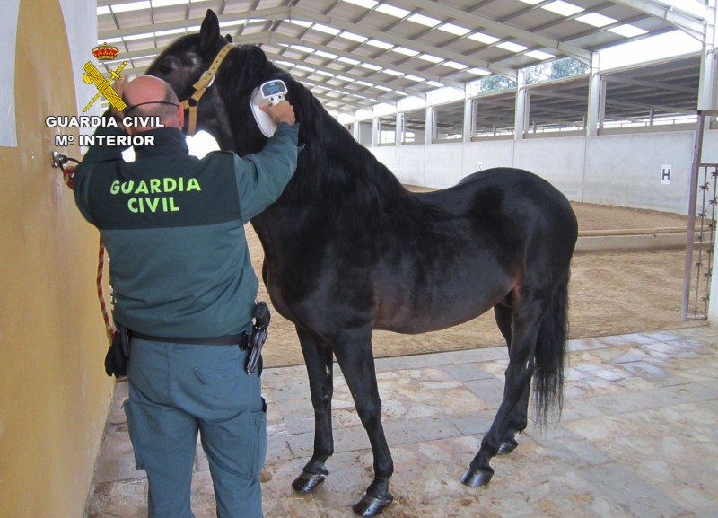 <span style='color:#780948'>ARCHIVED</span> - Murcia farms caught horsing around with official equine passports