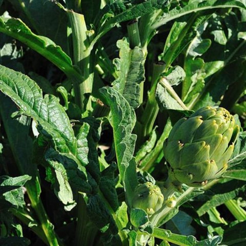 Cold snap wreaks havoc on key Murcia artichoke and lettuce crops
