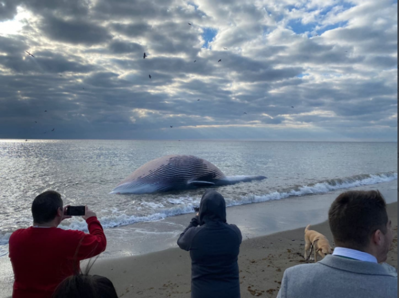 <span style='color:#780948'>ARCHIVED</span> - Watch video: dead whale washes up on Estepona beach