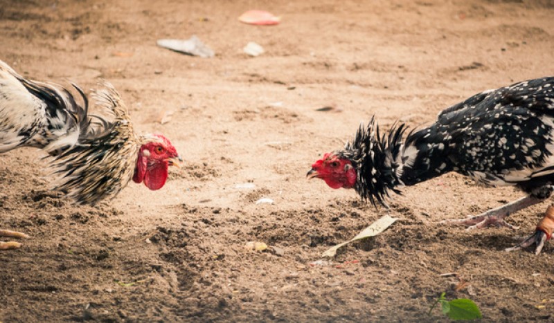 <span style='color:#780948'>ARCHIVED</span> - Cruel cockfighting ring dismantled in the Region of Murcia