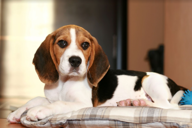 Beagle puppies to be sacrificed in animal testing trial in Spain