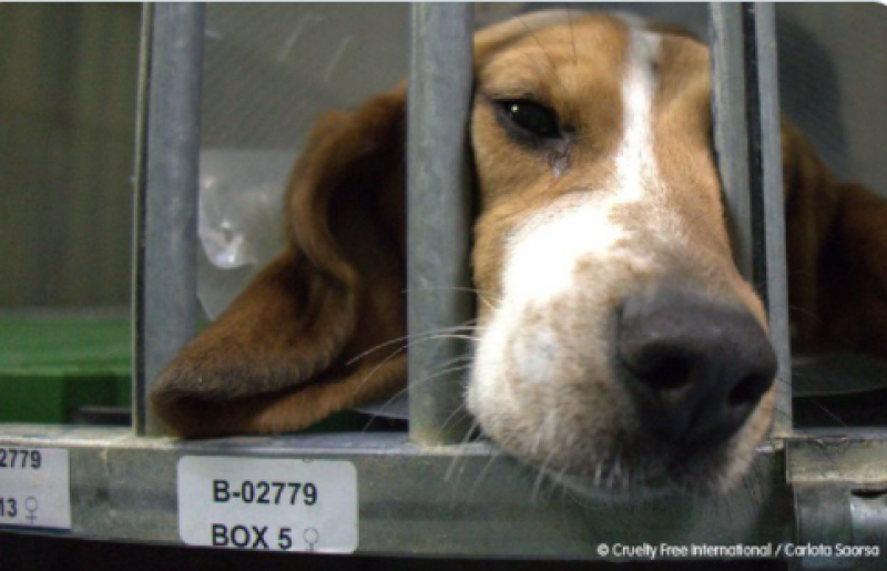 <span style='color:#780948'>ARCHIVED</span> - Beagle puppies to be sacrificed in animal testing trial in Spain