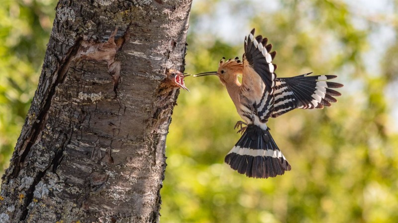 <span style='color:#780948'>ARCHIVED</span> - Striking hoopoe a rewarding sight in Murcia