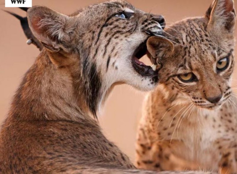 <span style='color:#780948'>ARCHIVED</span> - Endangered Iberian lynx to be reintroduced in Lorca reservoir