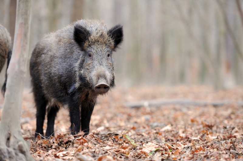 <span style='color:#780948'>ARCHIVED</span> - Murcia authorises wild boar hunting with night vision to control rising populations