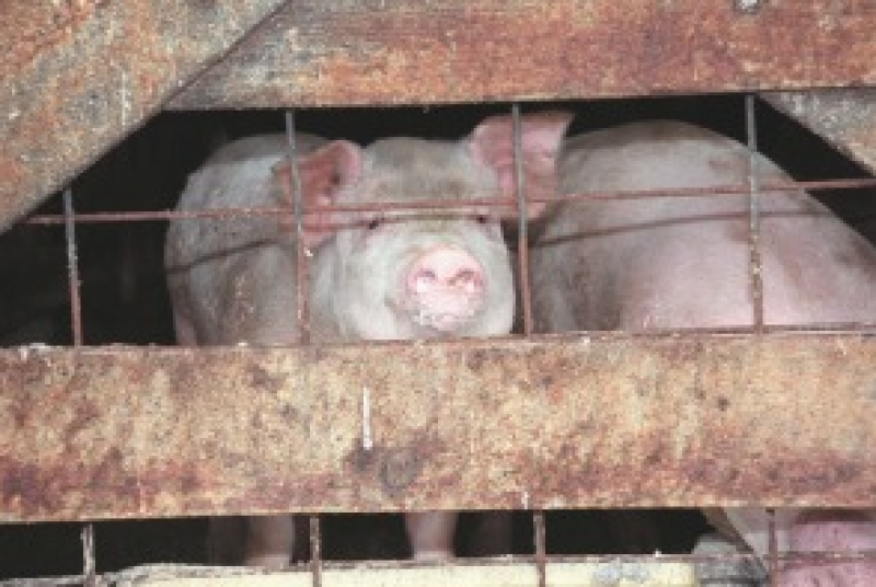 <span style='color:#780948'>ARCHIVED</span> - Lorca approves motion to restrict location of intensive pig farms