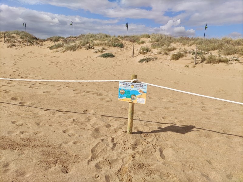 <span style='color:#780948'>ARCHIVED</span> - Torrevieja cordons off beach to protect nesting Kentish Plovers