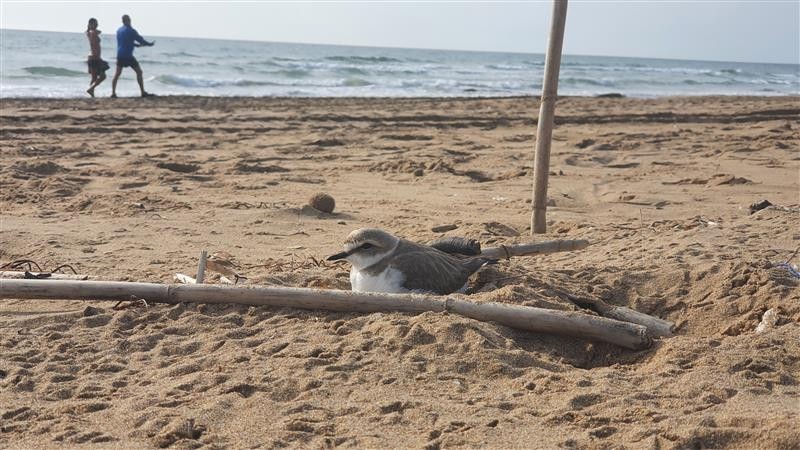 <span style='color:#780948'>ARCHIVED</span> - Torrevieja cordons off beach to protect nesting Kentish Plovers