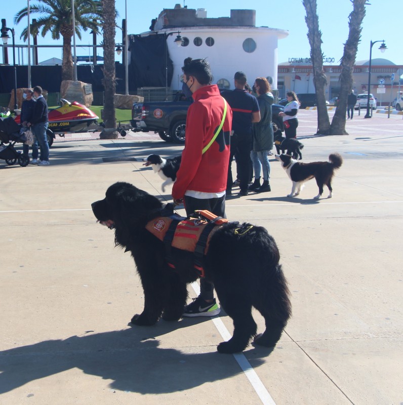 <span style='color:#780948'>ARCHIVED</span> - Canine rescue group showcases its dog lifeguards in San Pedro