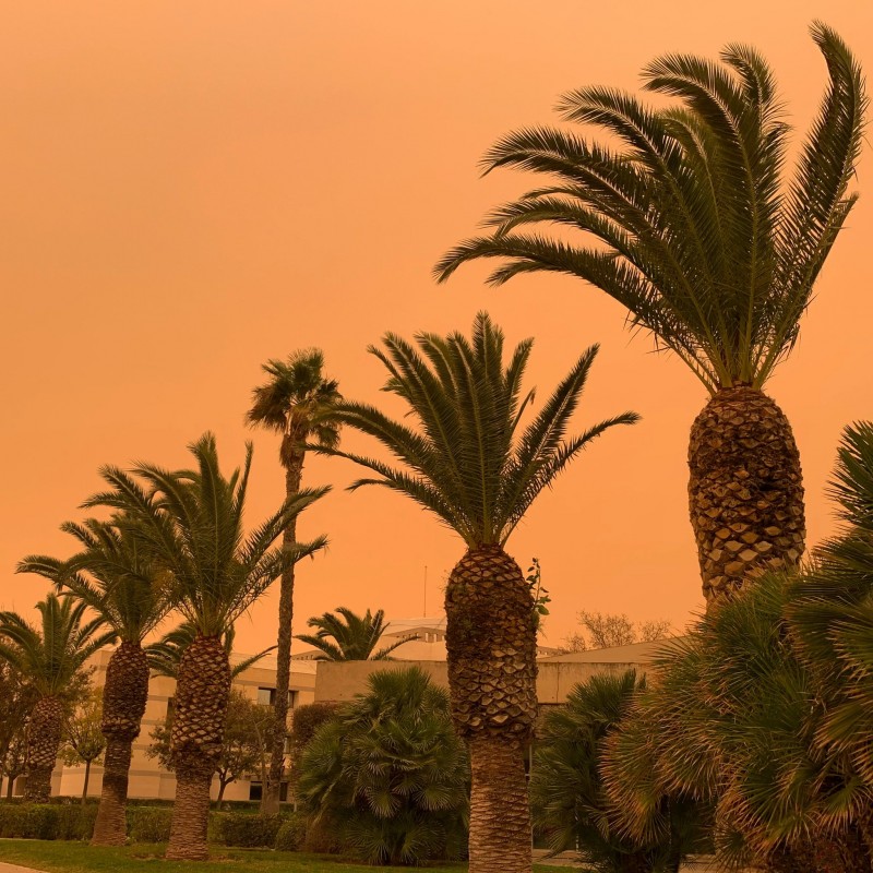<span style='color:#780948'>ARCHIVED</span> - Two women injured after a palm tree falls on them in Alicante