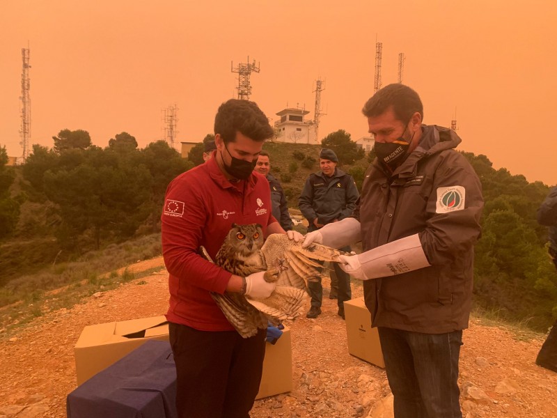 <span style='color:#780948'>ARCHIVED</span> - Eagle owls seized from illegal owners in Murcia released into their natural habitat