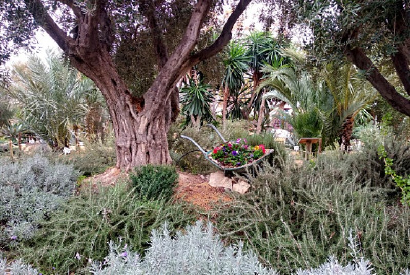 Free weekday morning group visits to the botanical garden of Mazarron