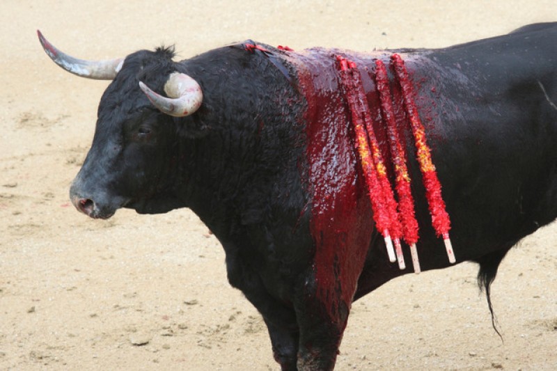 <span style='color:#780948'>ARCHIVED</span> - Bullfighting in Spain propped up by farming subsidies