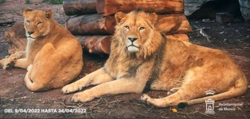 <span style='color:#780948'>ARCHIVED</span> - Two new African lions join Terra Natura Murcia zoo