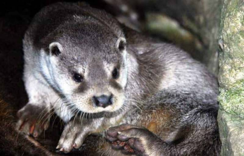 June 4 Free walk in Cañaverosa Nature Reserve to learn about otters and their habitat