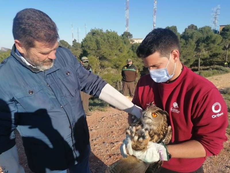<span style='color:#780948'>ARCHIVED</span> - Injured Eagle Owl returned to the wild in Alhama de Murcia