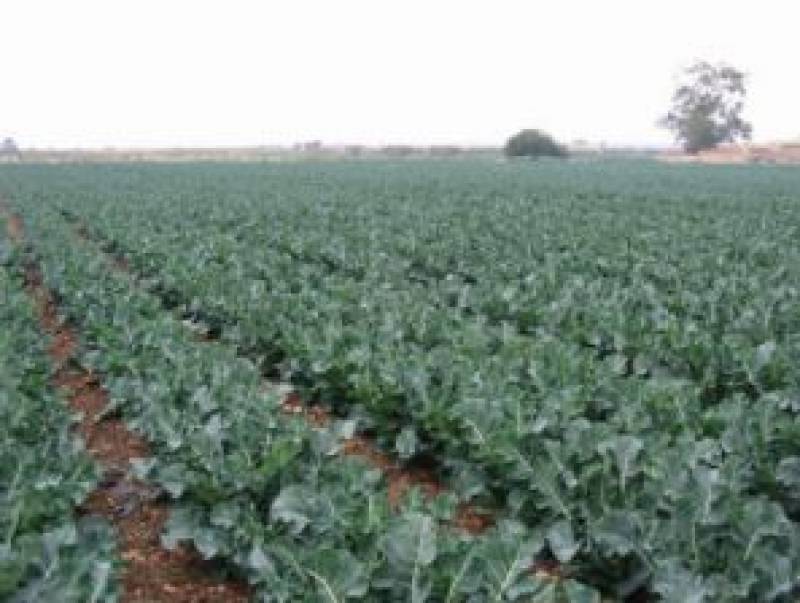<span style='color:#780948'>ARCHIVED</span> - Heavy rains destroy 30 per cent of Murcia crops