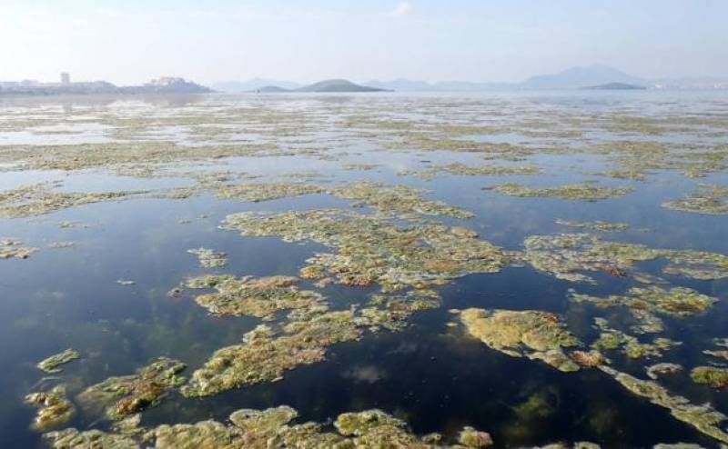 100,000m2 of algae pops up in the Mar Menor