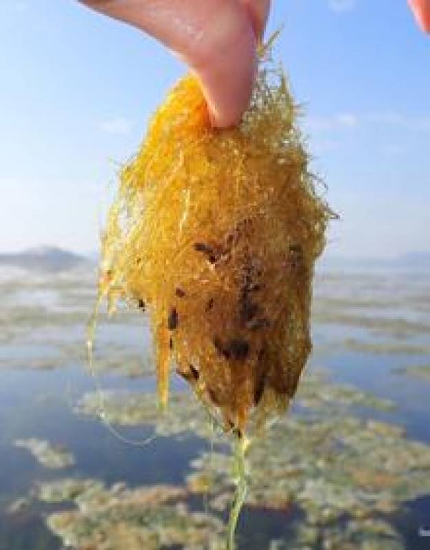 100,000m2 of algae pops up in the Mar Menor