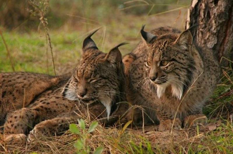 <span style='color:#780948'>ARCHIVED</span> - Spain installs traffic light system to protect endangered Iberian lynx