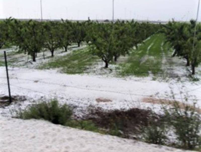 <span style='color:#780948'>ARCHIVED</span> - Hailstorms devastate fruit crops in Cieza