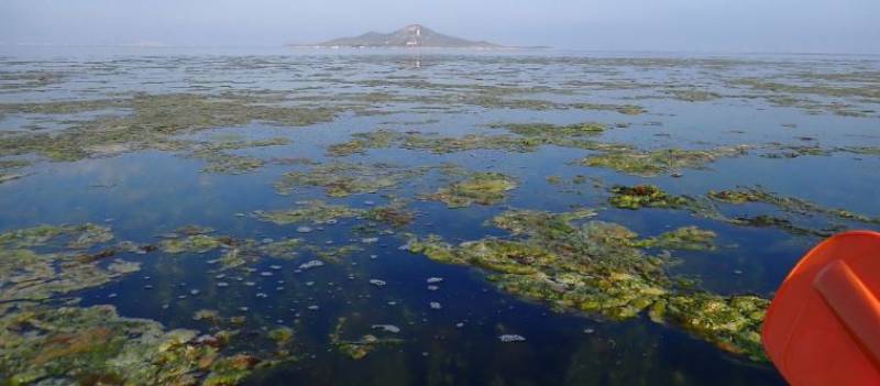 Experts predict heavy rain could lead to more dead fish in the Mar Menor