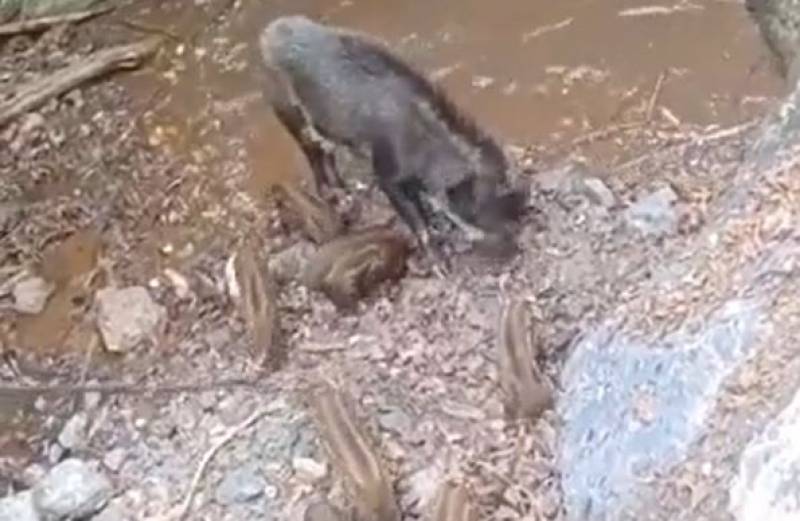 The adorable video that shows cute wild boar babies in Murcia jumping into a pool to cool off