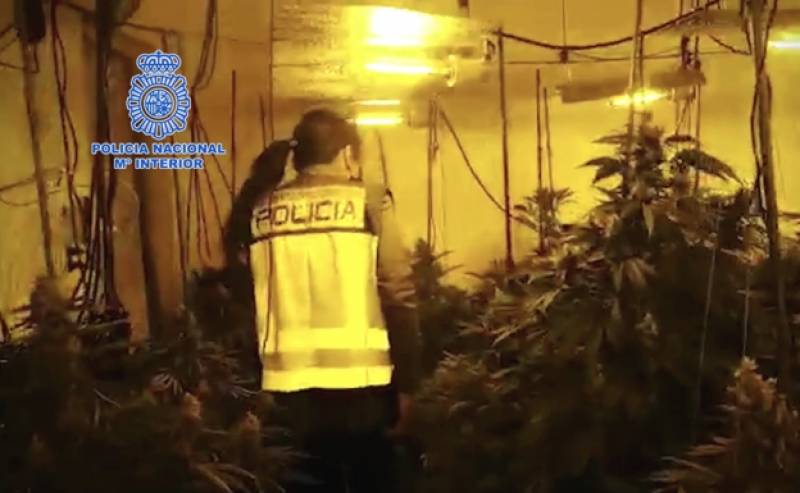 Benidorm police seize 1.2 million euros worth of cannabis plants and make 14 arrests