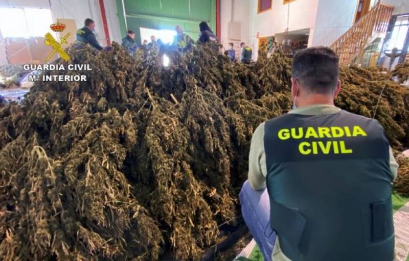 Increase in marijuana pollen points to growth of illegal crops in Murcia Region