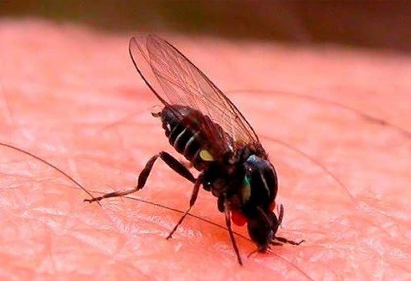 <span style='color:#780948'>ARCHIVED</span> - Warm weather in Spain leads to rise in population of disease-spreading black fly