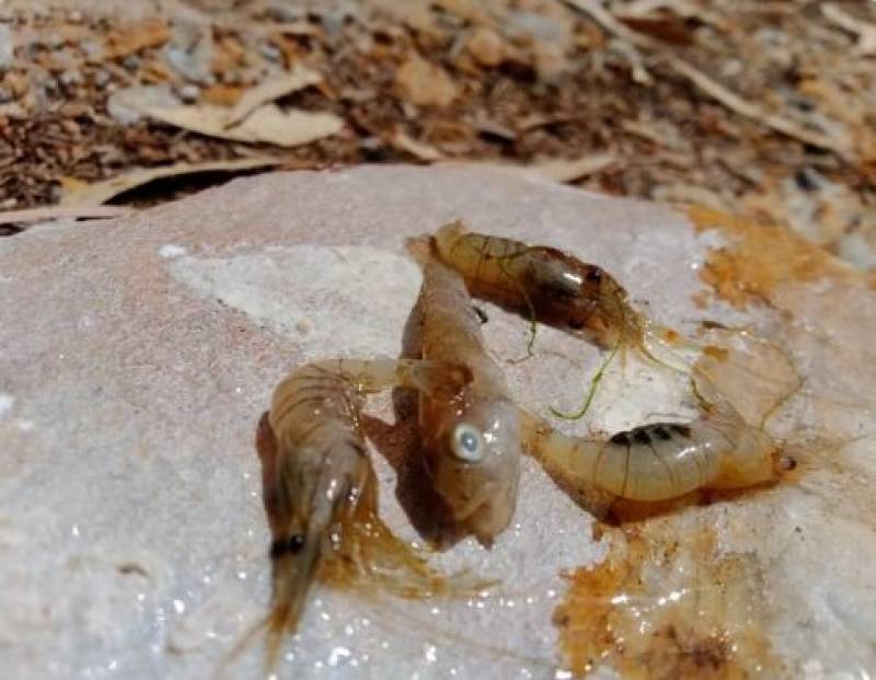 5 kilos of dead fish wash up on Mar Menor shore