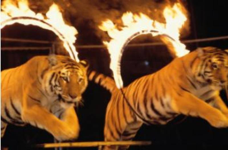 <span style='color:#780948'>ARCHIVED</span> - End of subsidies for wild animal circuses in Spain