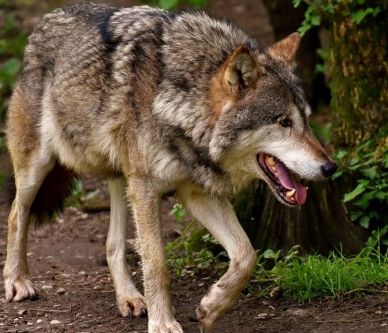 <span style='color:#780948'>ARCHIVED</span> - Wolf hunting continues to be banned in Spain