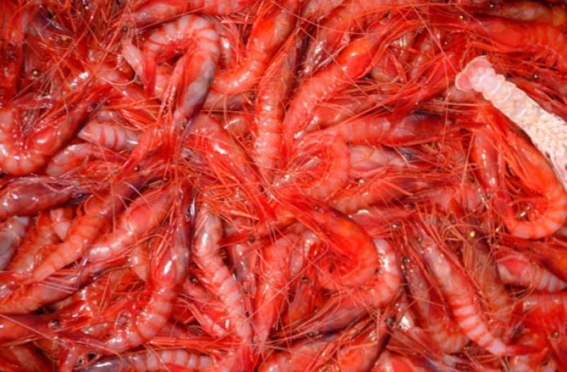 <span style='color:#780948'>ARCHIVED</span> - Until June 5 Red Prawn Gastronomic Festival in Aguilas