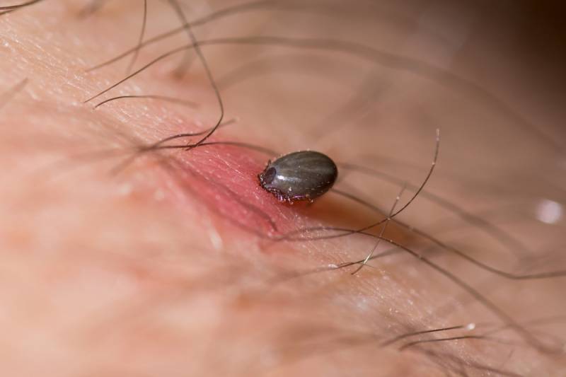 Increased number of ticks in Murcia: tick prevention and treatment for pets and humans