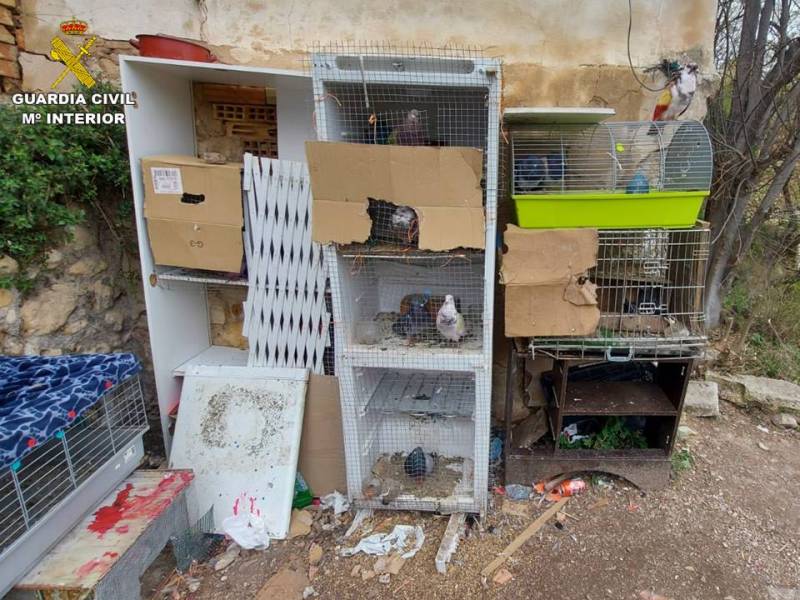 <span style='color:#780948'>ARCHIVED</span> - Alicante police probe into theft of 40 racing pigeons worth 50,000 euros