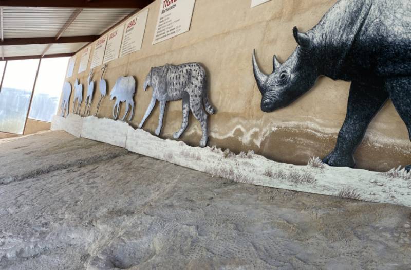 <span style='color:#780948'>ARCHIVED</span> - Fossilized sabre-toothed tiger footprints in Jumilla date from over 7 million years ago