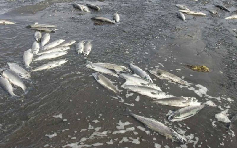 <span style='color:#780948'>ARCHIVED</span> - Dozens of dead fish washed up at cove in Calpe, Alicante