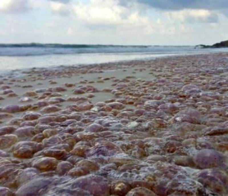 <span style='color:#780948'>ARCHIVED</span> - Malaga launches jellyfish invasion surveillance network on beaches this summer
