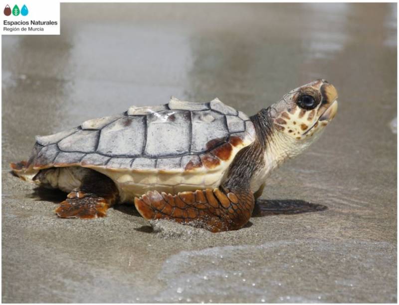12 loggerhead turtles returned to the sea in Murcia
