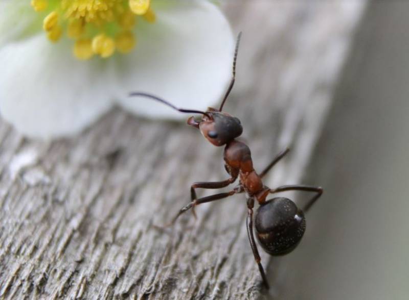 Got a plague of ants in your home? These two surprising household items can help you get rid of them...