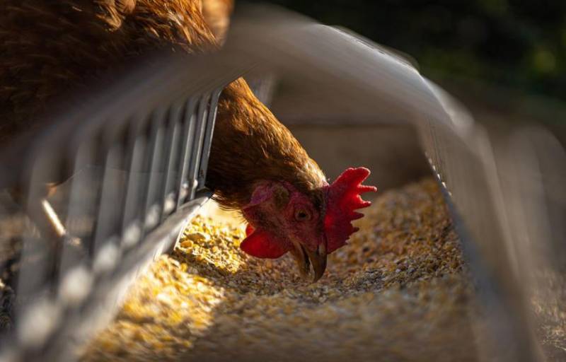 Farmers forecast a chicken shortage in Spain by October