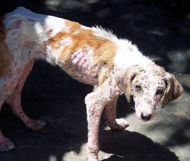 Malaga animal rescuers jailed for neglect of more than 100 dogs