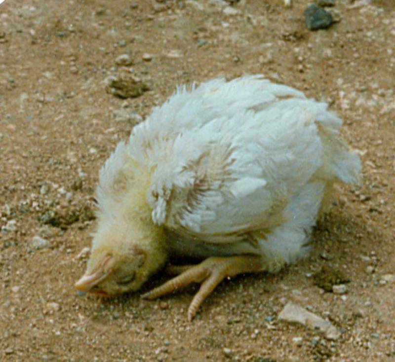 <span style='color:#780948'>ARCHIVED</span> - Newcastle disease, the virus that kills chickens but may be useful against cancer, detected in Almeria