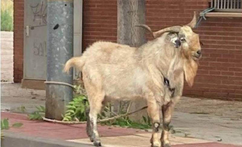 Mystery as goat found tied to a lamppost in La Alberca