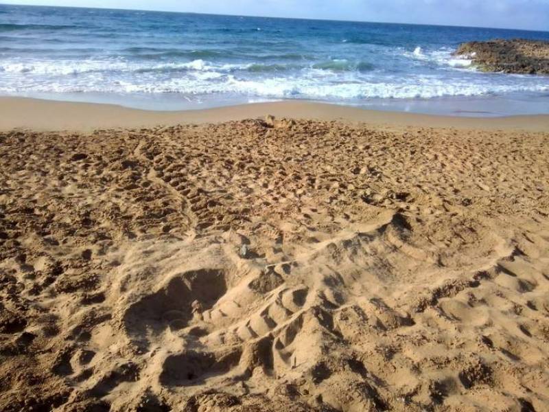 First summer traces of loggerhead turtles nesting found on Murcia coastline