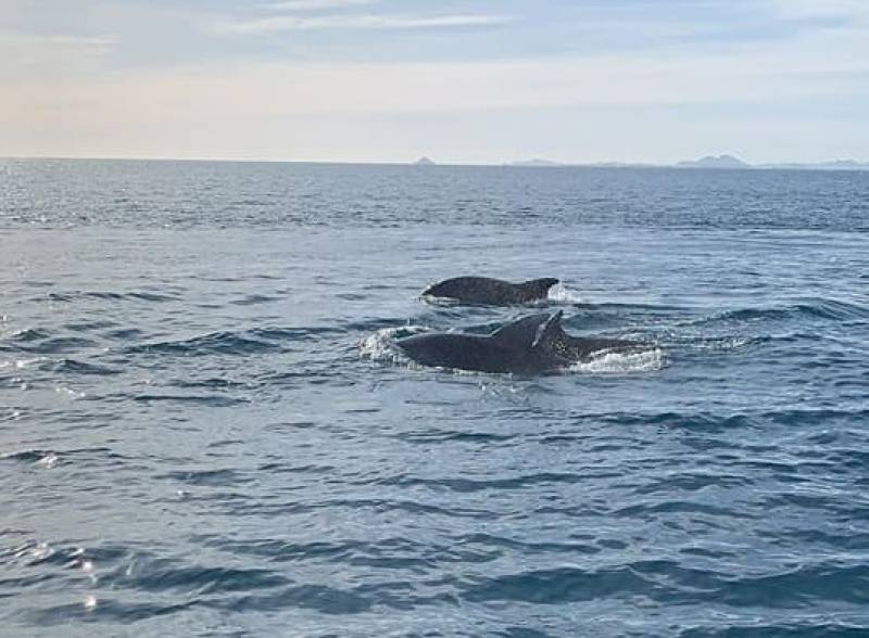 <span style='color:#780948'>ARCHIVED</span> - VIDEO: Bottlenose dolphins put on a spectacular show off Torrevieja coast