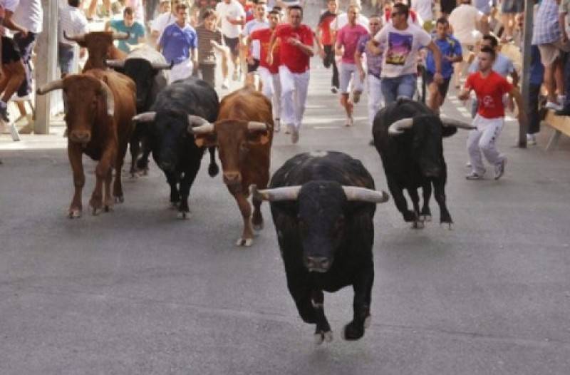 Cruel bull running fiesta returns to Moratalla