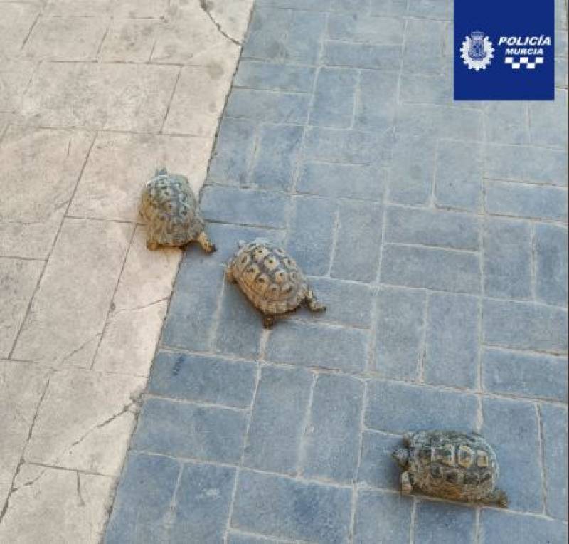 <span style='color:#780948'>ARCHIVED</span> - Three endangered tortoises found wandering the streets of Murcia